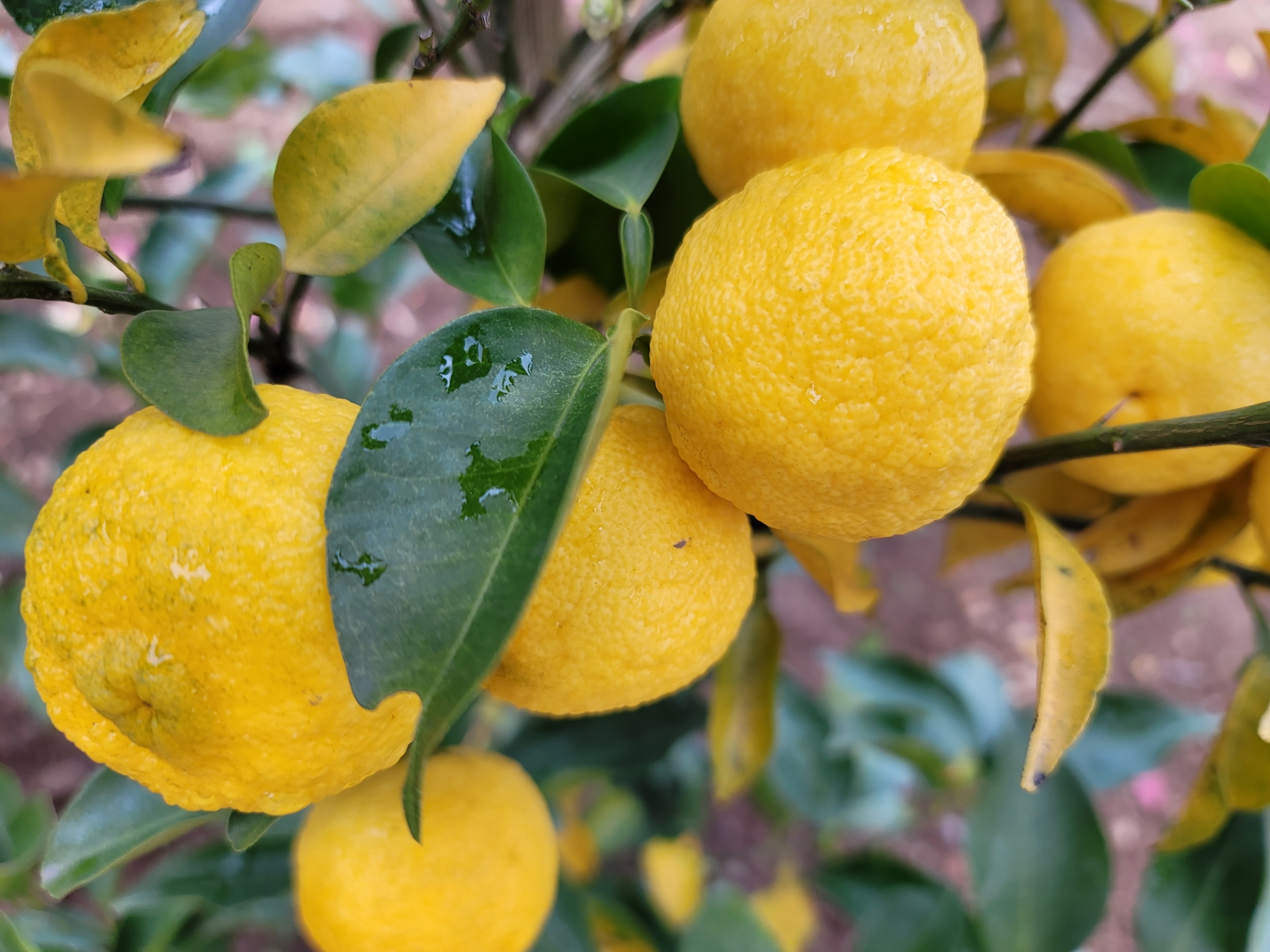 柚子&ハイカカオチョコ・米粉【米麹発酵パウンドケーキ】 - 画像 (6)